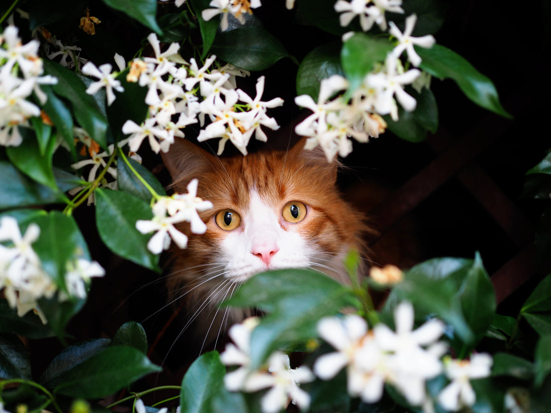 Jasmine Essential Oil